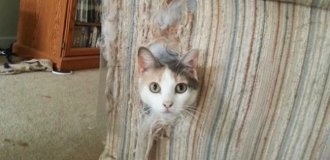 25 людей, которые оставили своих пушистых дома одних и горько пожалели об этом (25 фото)