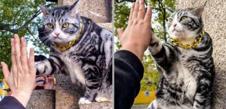 Thousands of Chinese are traveling to get a high five from a cat (7 photos + 1 video)