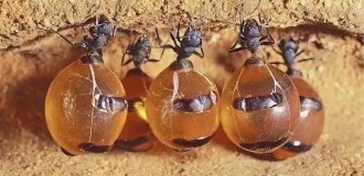 Honey ants: they turned their bodies into barrels for storing sweets and swelled 5 times (10 photos)