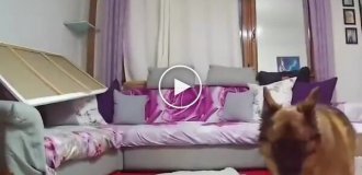 Непростая жизнь пса в доме с двумя котами
