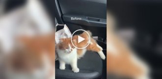 Хозяйке пришлось вызывать пожарных из-за кошки, случайно запершейся в машине