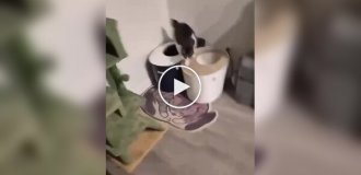 Кошка нашла себе идеальную лежанку