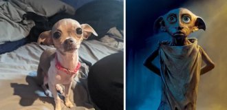 Dobby the dog, meme dog, Richard Gere dog: 30 dogs that look like something else (31 photos)