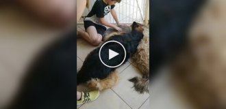 Собака почав оплакувати свого друга, вважаючи, що він мертвий