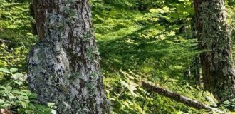 Visually about how effective camouflage is (9 photos)