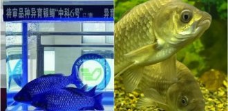 Революция в тарелке: китайцы создали карпа без мелких косточек (3 фото)