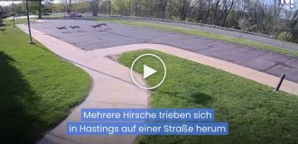 A deer wreaked havoc in a Michigan nursing home.