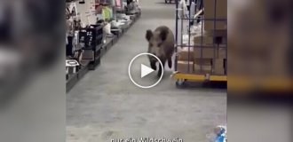 A wild boar "took over" a shopping center in Berlin and ruled there for two hours