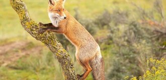 Лисы гораздо удивительнее, чем кажется — вот 31 доказательство (33 фото)