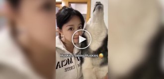 You won't get bored with a husky in the house