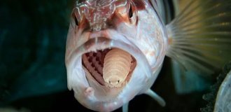 Мовна мокриця (4 фото)