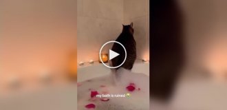 Кот взбодрил хозяйку