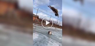 The most agile cat from whom no one can escape