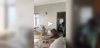 Огромный бабуин пробрался в дом за фруктами
