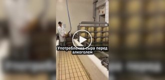 О пользе употребления сыра перед застольем