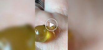 Ants carrying food inside their bodies
