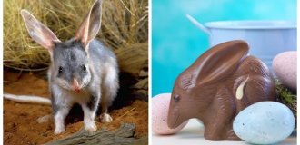 8 amazing facts about the bilby, the most unusual animal in Australia (9 photos)