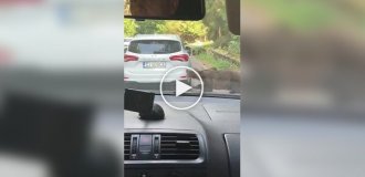 В Румынии медведица отгрызла кусок автомобиля