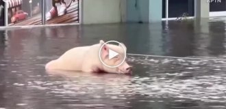 Saving a cute pig from a flood in Florida