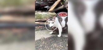 Кошка усыновила обезьяну