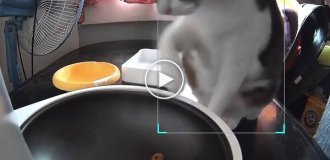 The cat went hungry