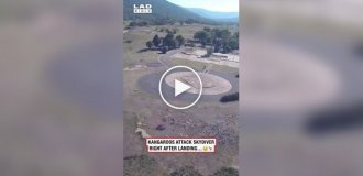 Прыжок с парашютом закончился неожиданной встречей с кенгуру