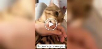 Женщина сломала кота