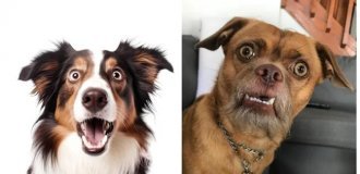 22 dogs who puzzled themselves and puzzled everyone around (23 photos)