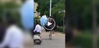Китаец ездит по улицам на страусе