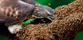 Орёл-осоед: эта  птица крошит ульи каждый день (7 фото)