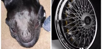 20 реальных доказательств того, как ловко наш мозг нас обманывает (21 фото)