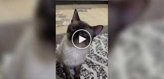 Найкраще рішення: власниця показала, як подолати апатію кота простим способом