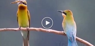 Just like people: the relationship of a hummingbird