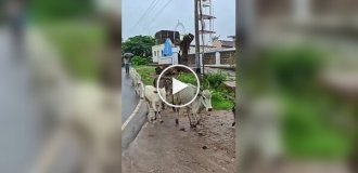 Особое отношение индийцев к навозу