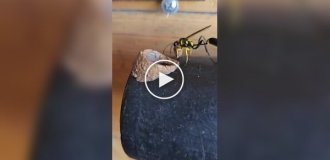 Potter wasp: An unusual place for a nest on a hammer