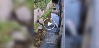 Mission: Impossible: Dog Edition