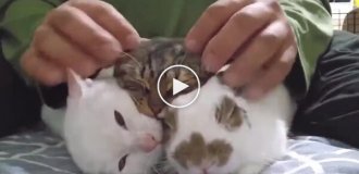 Пушистый самозванец