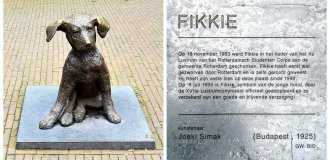 Роттендамский Фикки и его важная задача (8 фото)