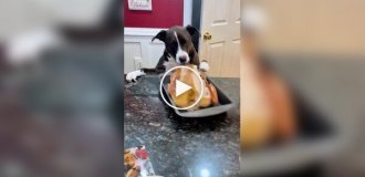 Собаки, которым было сложно устоять перед едой
