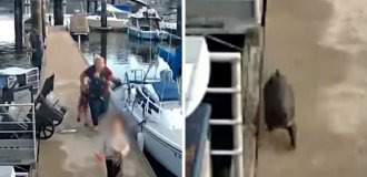 In the USA, an otter tried to drown a child (4 photos + 1 video)