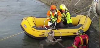 Пожарные спасли застрявшего в канале волка