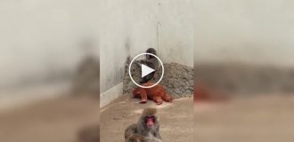 Панч — маленький макак, ради которого люди стоят в очереди в зоопарке