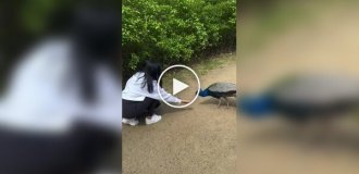 Благодарность павлина