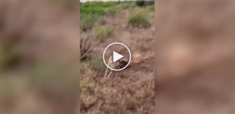 A warthog dispersed cheetahs