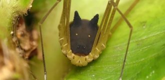 Сенокосец-кролик: зачем пауку голова собаки на спине? (5 фото)