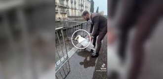 A man helped a swan escape from an urban trap