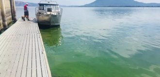 Could be a problem: the lake has turned so green that it can be seen from space (2 photos + 1 video)