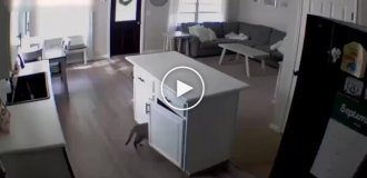 Кот избавился от свидетеля