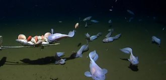 Самые глубоководные рыбы из известных на сегодня науке (3 фото + 1 видео)