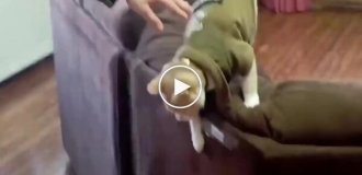 An unusual "officer" appeared in a Chilean town - a cat Naruto